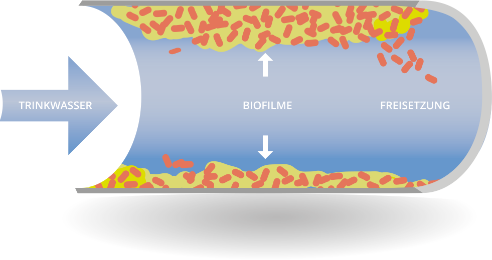 Grafik zu Trinkwasserhygiene und Biofilm